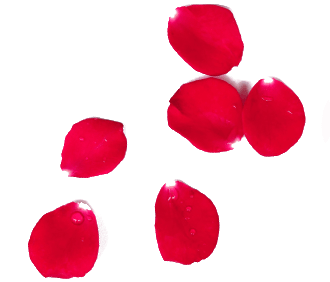 Rose Petals